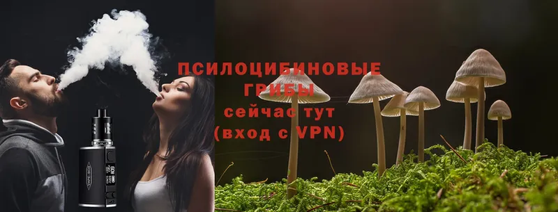 купить   Лукоянов  Галлюциногенные грибы Psilocybe 